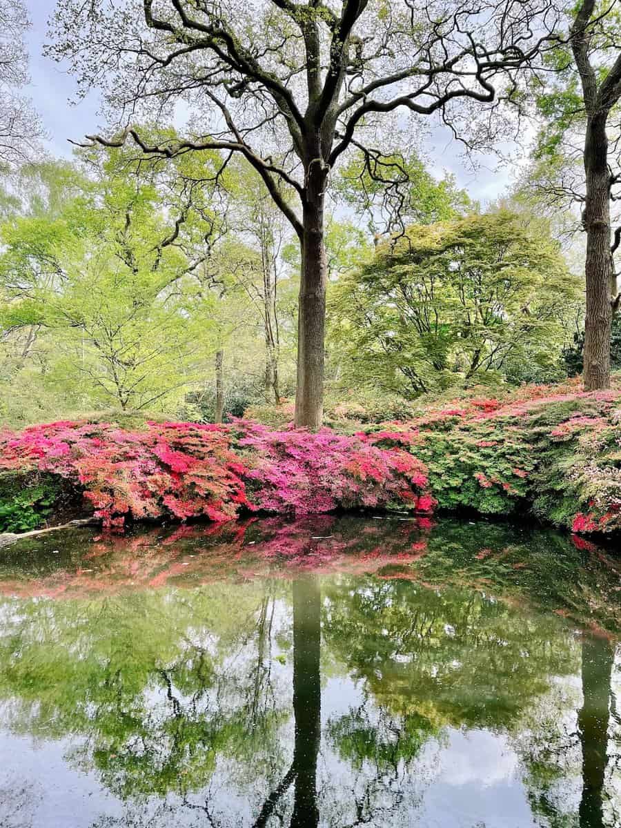 instagrammable_flowers_london_isabella_plantation_richmond_park