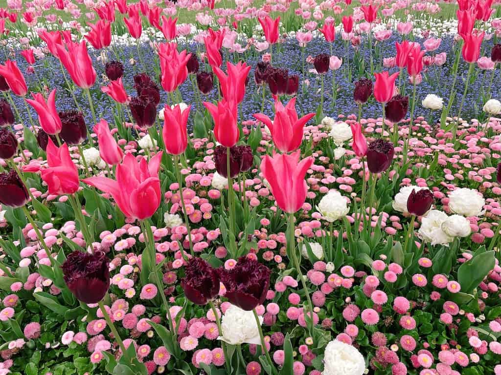instagrammable_flowers_london_tulips_embankment