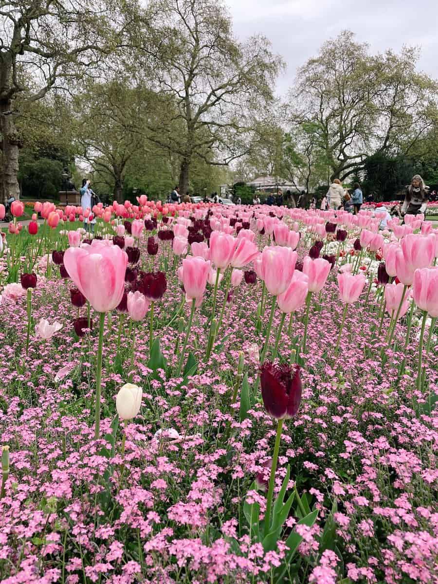 instagrammable_flowers_london_tulips_embankment