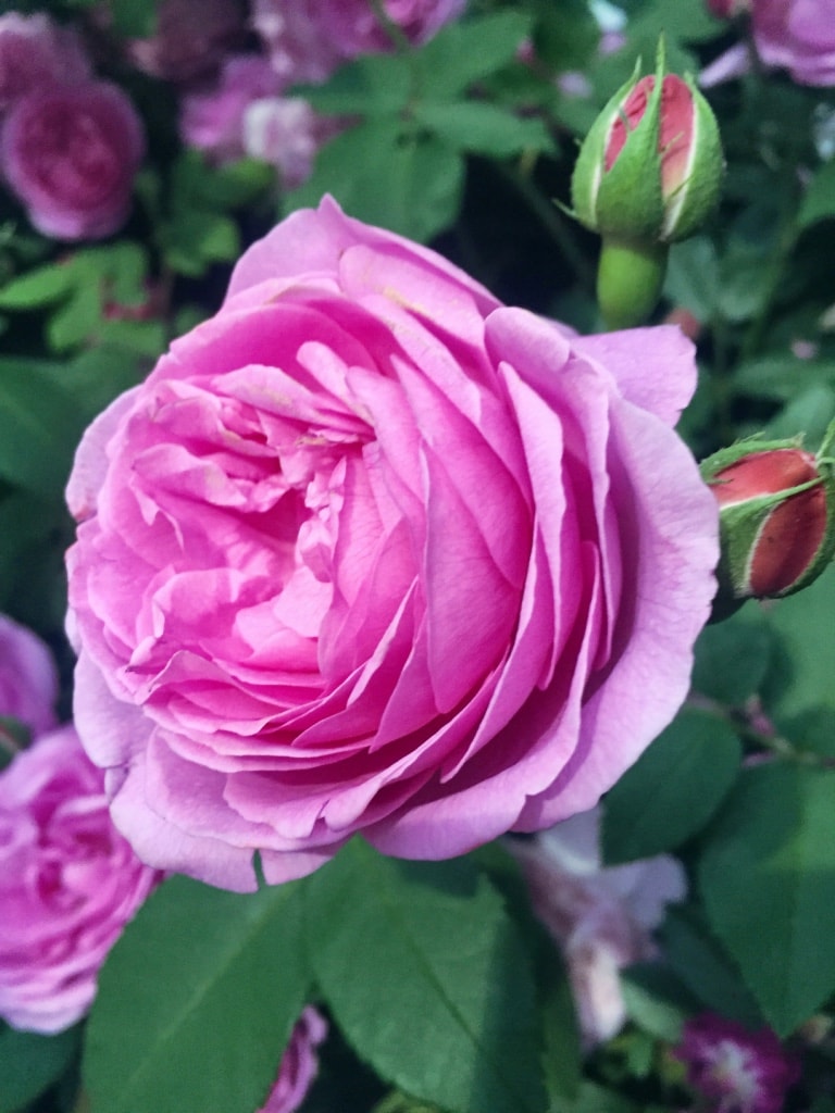 Chelsea_Flower_Show_2016259