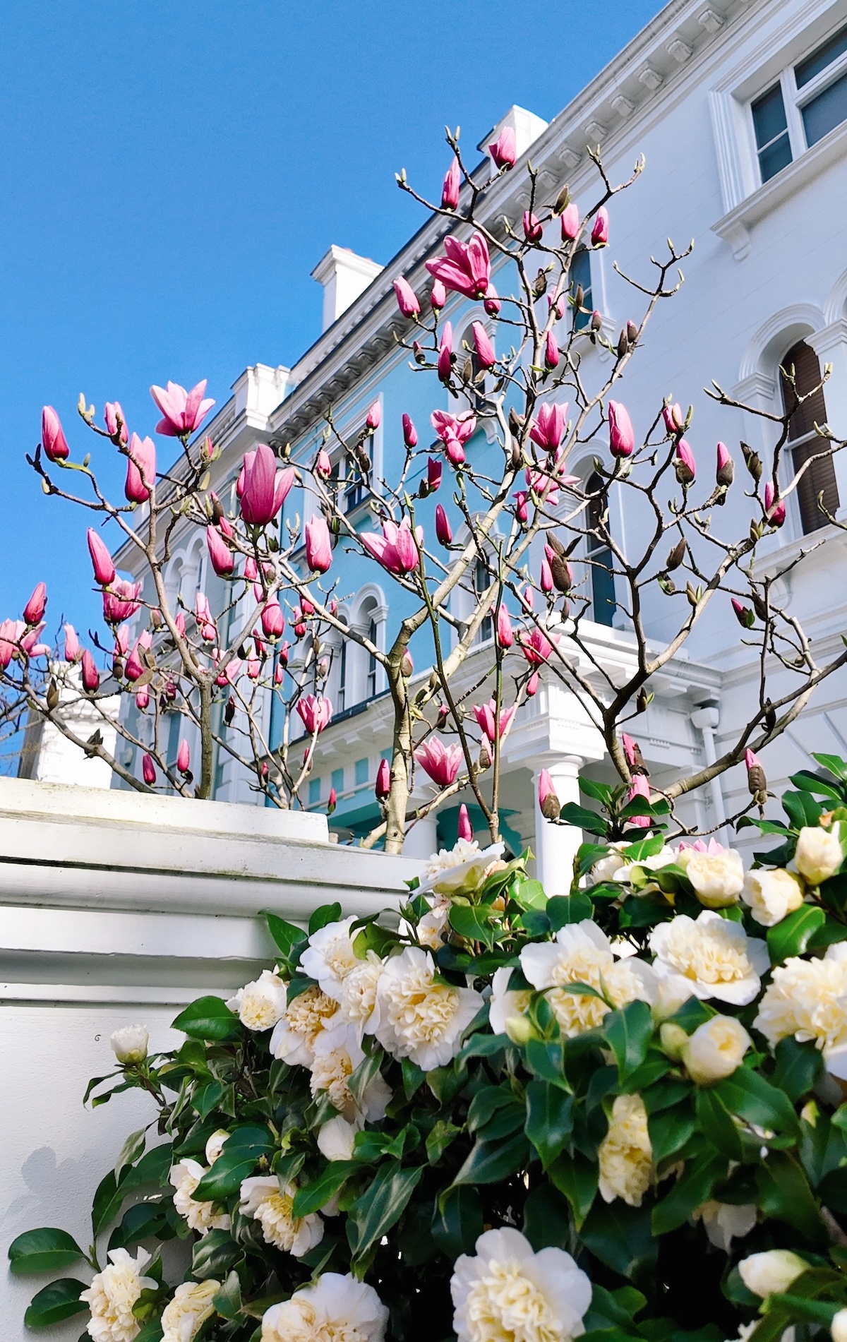 elgin_crescent_notting_hill-magnolia
