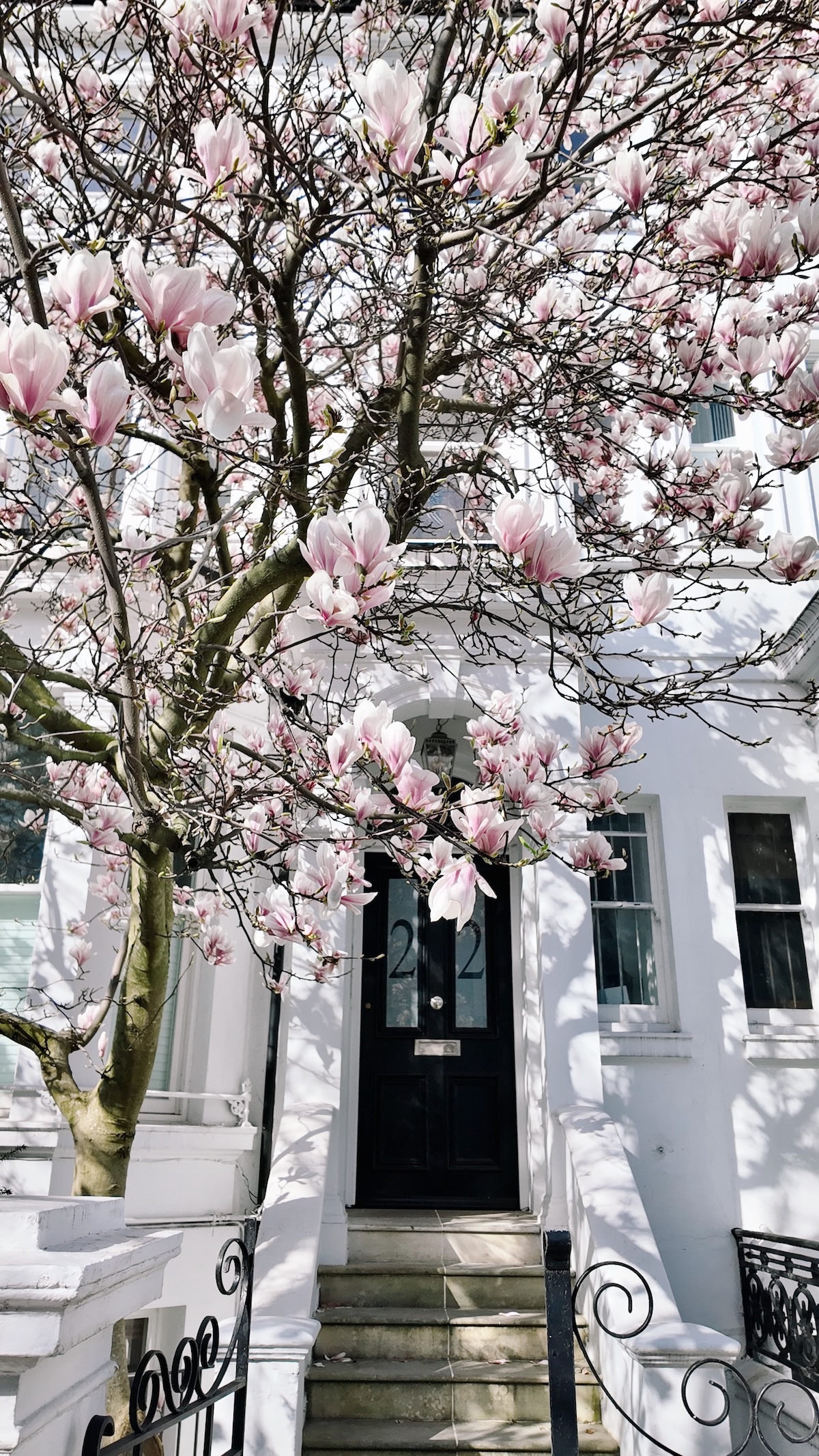 elgin_crescent_notting_hill-magnolia