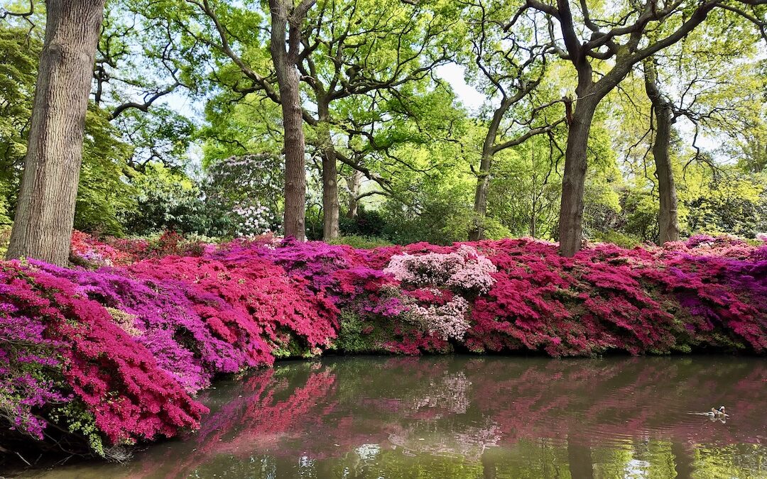 Isabella Plantation Richmond Park: Best Time to Visit, Flowers in Bloom & Photography Tips