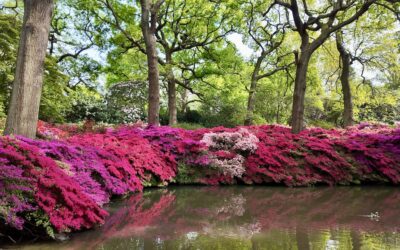 Isabella Plantation Richmond Park: Best Time to Visit, Flowers in Bloom & Photography Tips