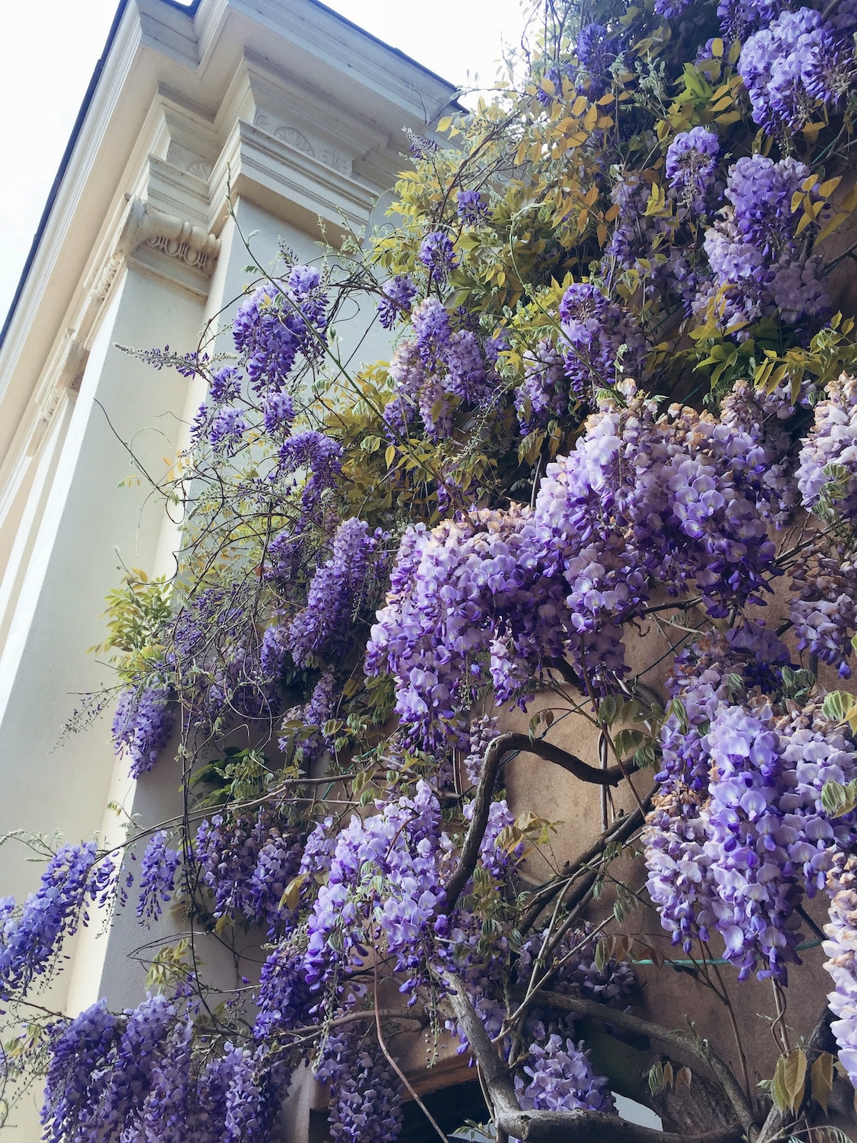wisteria_kenwood_house