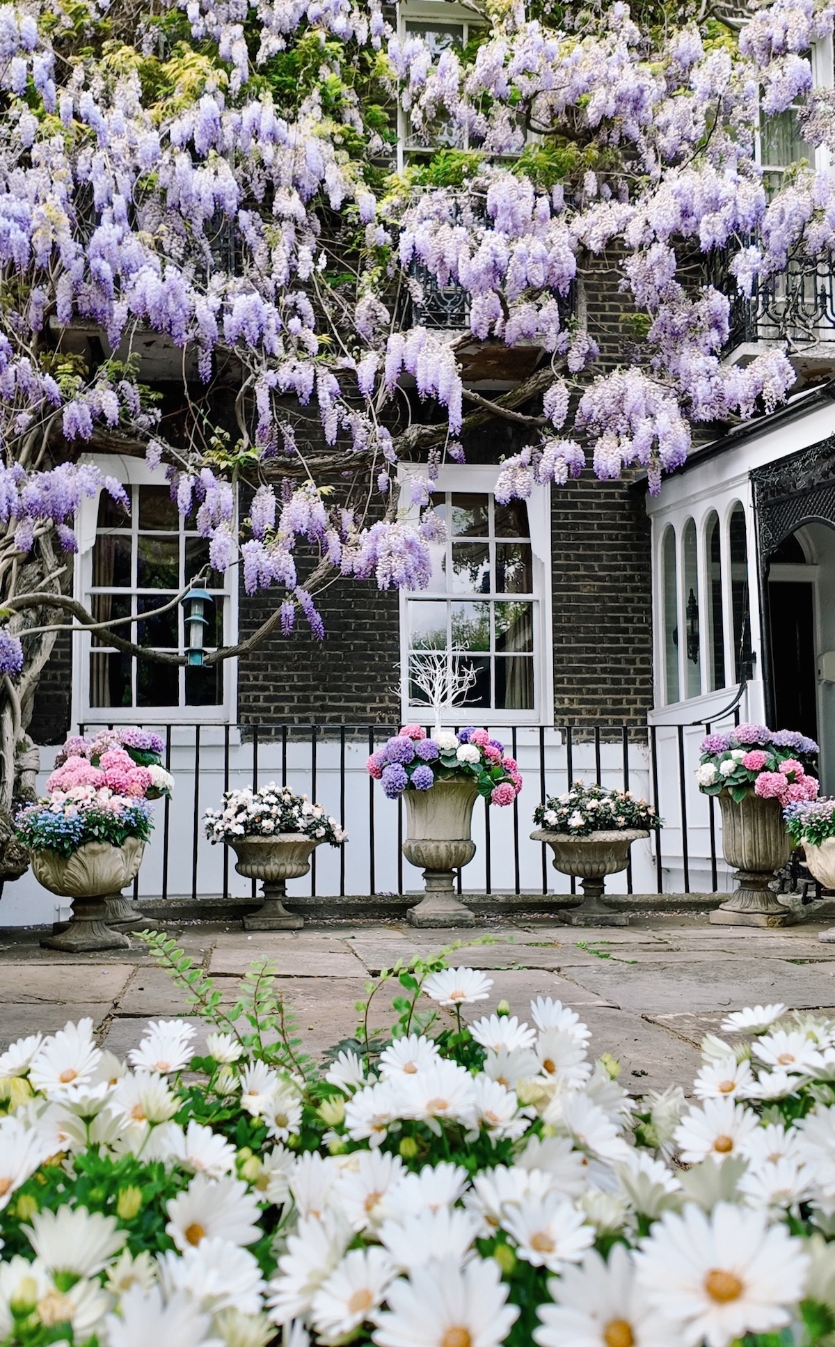 wisteria_london_best_places_cheyne_walk