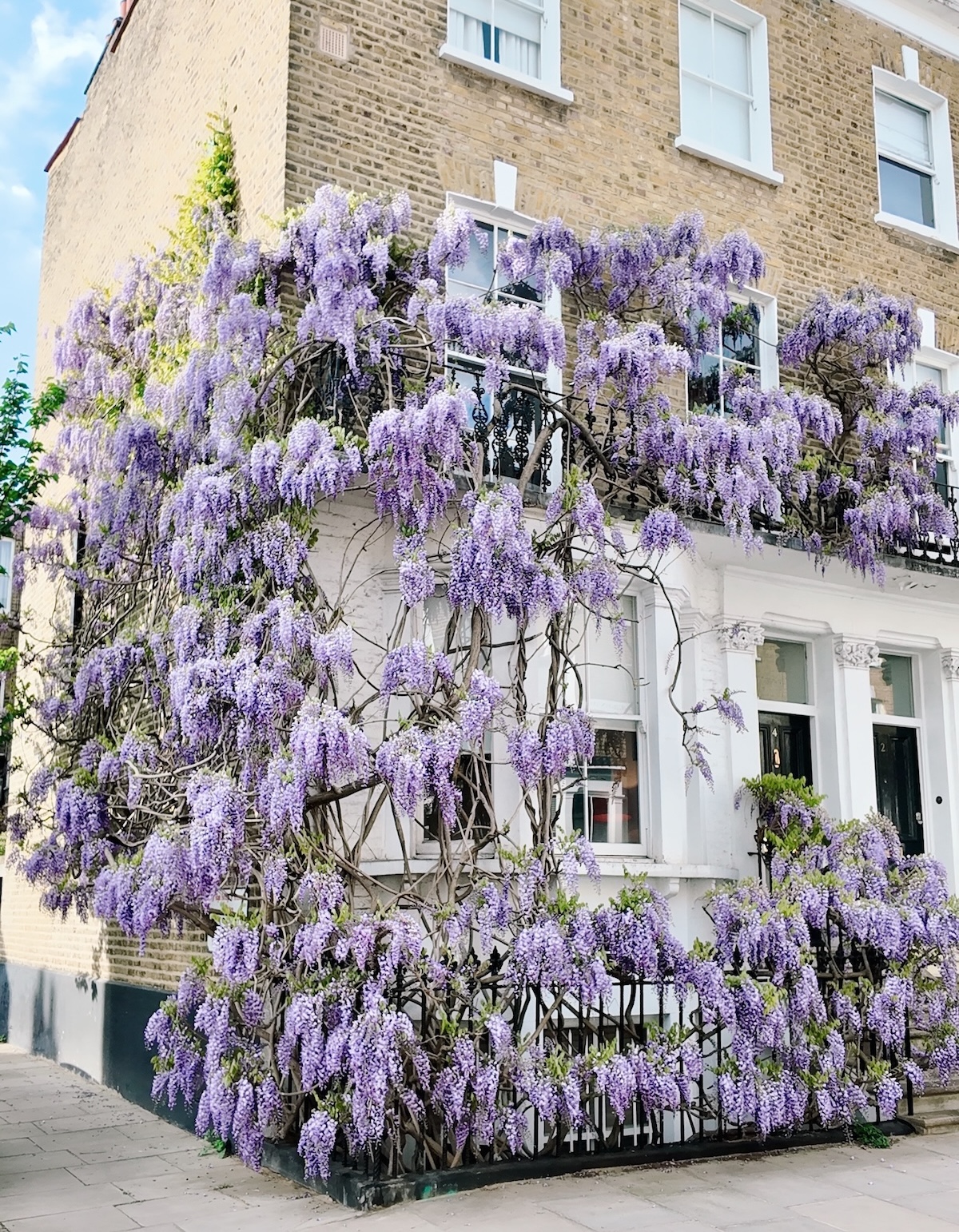 wisteria_london_best_places_radnor_walk
