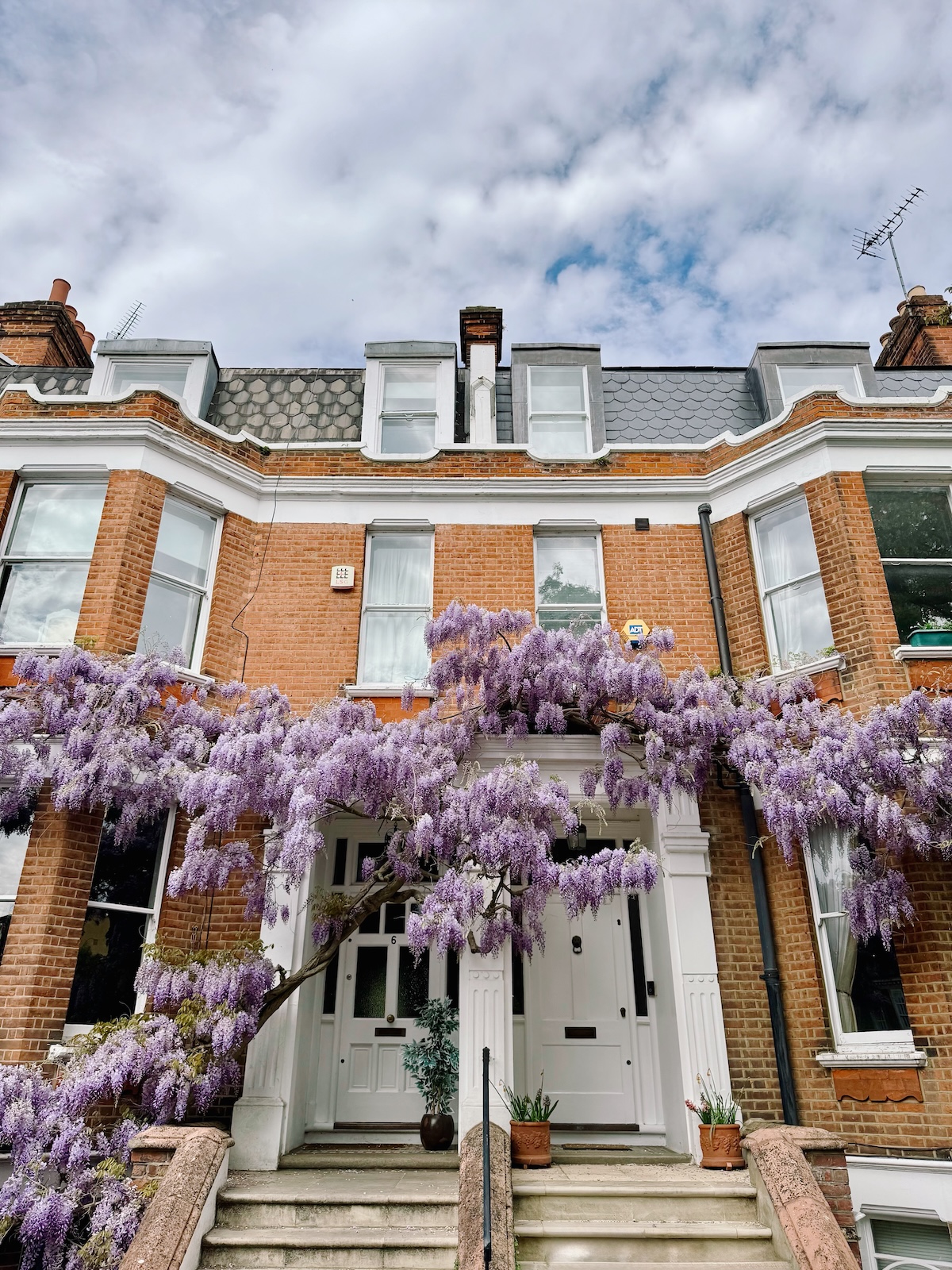 wisteria_london_richmond_old_palace_lane