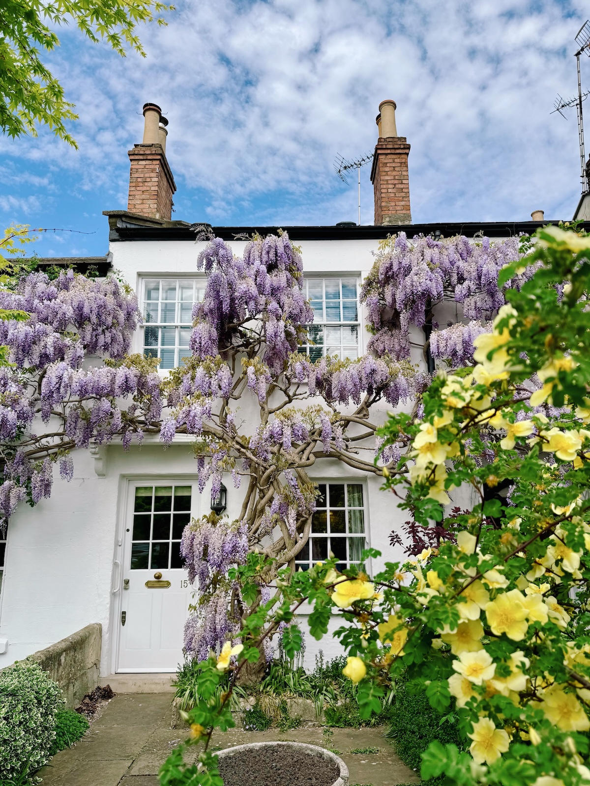 wisteria_london_richmond_old_palace_lane