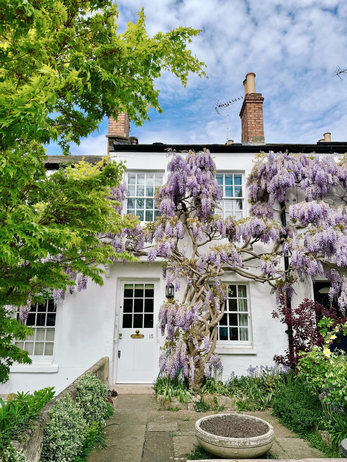 wisteria_london_richmond_old_palace_lane