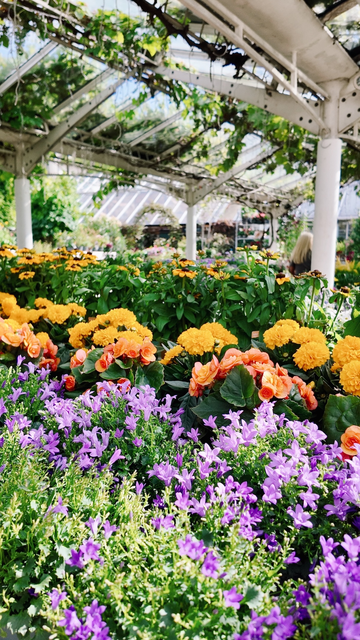 maida_vale_little_venice_clifton_nurseries