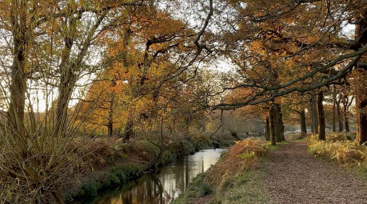 richmond_park_autumn_london