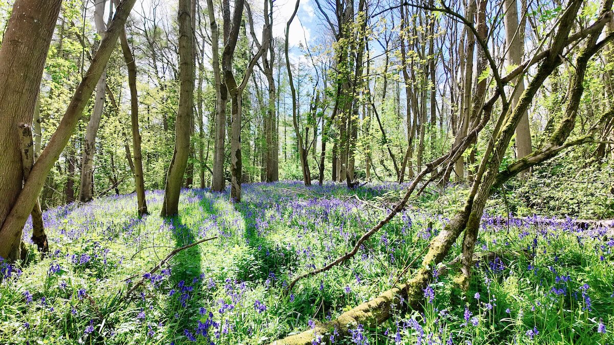 Lynches Wood bluebells near Dovers Hill